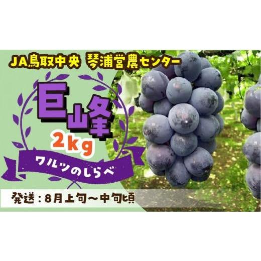 ふるさと納税 鳥取県 琴浦町 数量限定 鳥取県産ぶどう 巨峰 種なし 2kg