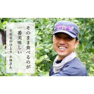 ふるさと納税 りんご 長野県 小布施町 長野県...の詳細画像3
