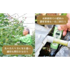 ふるさと納税 雑貨・日用品 花 埼玉県 上尾市...の詳細画像5