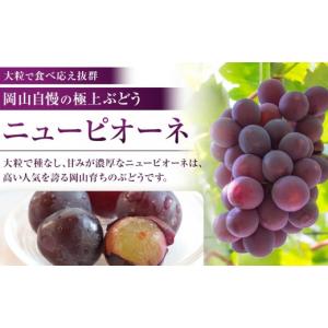 ふるさと納税 果物類 ぶどう 岡山県 - 先行...の詳細画像3