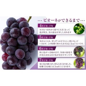 ふるさと納税 果物類 ぶどう 岡山県 - 先行...の詳細画像4