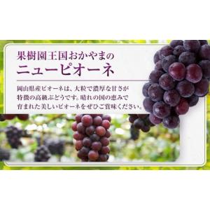ふるさと納税 果物類 ぶどう 岡山県 - 先行...の詳細画像5