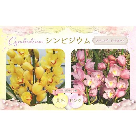ふるさと納税 雑貨・日用品 花 千葉県 白子町  今年で最後 千葉県白子産 洋ラン（スタンダード）シ...