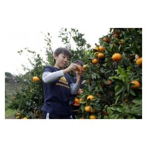 ふるさと納税 体験チケット 静岡県 伊豆の国市 みかん狩りと宝探し体験券（2名様用）／みかんのお土産...