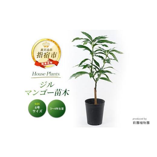 ふるさと納税 雑貨・日用品 苗木 鹿児島県 指宿市 2026年1月中旬〜発送 観葉植物 ジルマンゴー...