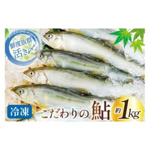 ふるさと納税 宮崎県 日向市 鮎 冷凍 こだわりの鮎 約1kg [あゆの是則 宮崎県 日向市 452...