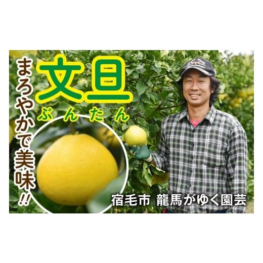 ふるさと納税 みかん・柑橘類 高知県 宿毛市 龍馬がゆく園芸の土佐文旦3kg贈答用