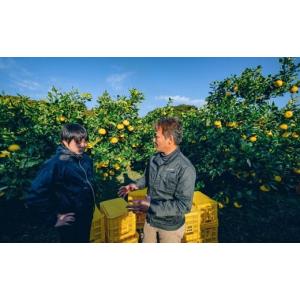 ふるさと納税 高知県 宿毛市 JA高知県宿毛支所文旦研究部会の土佐文旦10kg家庭用