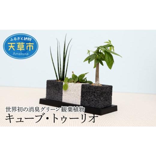 ふるさと納税 花・苗木 熊本県 天草市 S060-001_キューブ・トゥーリオ 世界初の消臭グリーン...
