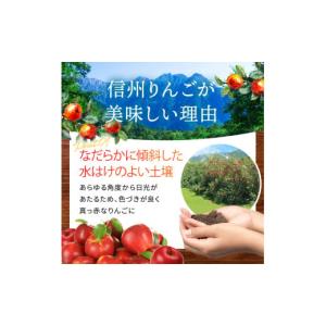 ふるさと納税 りんご 長野県 松川村 2026...の詳細画像4