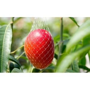 ふるさと納税 マンゴー 岐阜県 瑞穂市 先行予...の詳細画像4