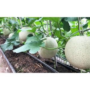 ふるさと納税 メロン メロン青肉 千葉県 鴨川...の詳細画像4