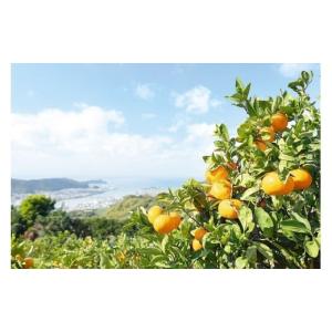 ふるさと納税 果物類 みかん 和歌山県 有田市...の詳細画像4