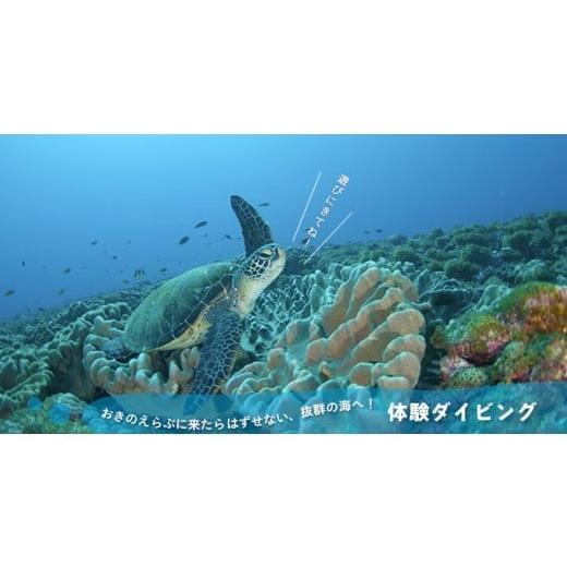 ふるさと納税 鹿児島県 知名町 海の生き物にたくさん出会えるダイビング体験