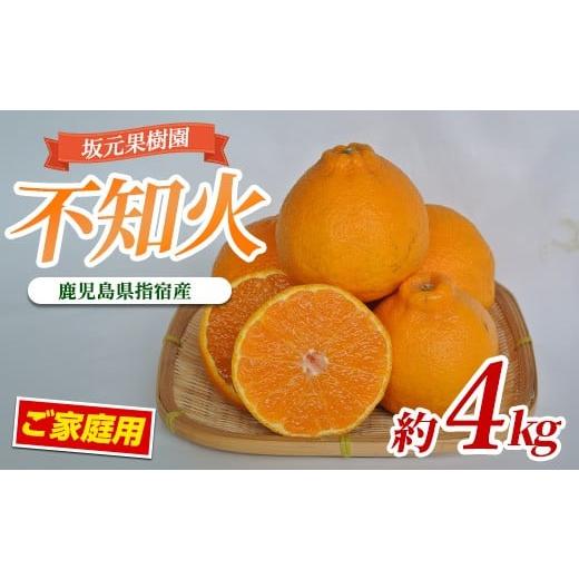 ふるさと納税 みかん・柑橘類 デコポン 鹿児島県 指宿市  2026年2月上旬〜発送 坂元さんちの不...