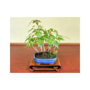 盆栽 特選：皐月(大盃)現品*さつき サツキ Rhododendron indicum