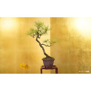 ふるさと納税 花・苗木 盆栽 埼玉県 さいたま...の詳細画像1