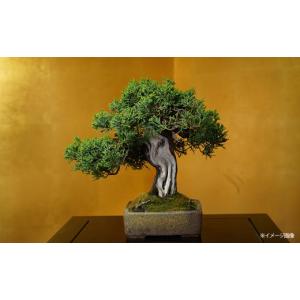 盆栽 特選：皐月(明美の月)現品*さつき サツキ Satsuki bonsai