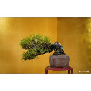 乳イチョウ（中品盆栽）インテリア用サイズ 中品盆栽：乳銀杏（ちちいちょう）* 現品 イチョウ Icho : 遊恵