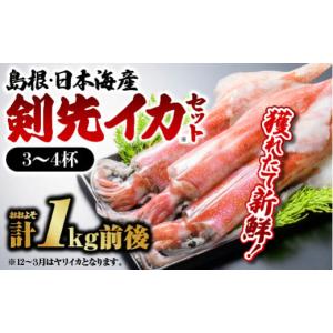 ふるさと納税 島根県 江津市 鮮魚セットE YM-5 イカ 3...