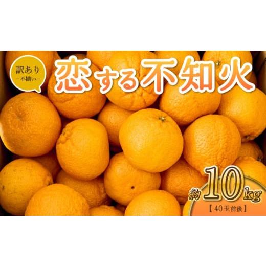 ふるさと納税 熊本県 宇城市 訳あり品 恋する 不知火 約10kg（40玉前後）御舩果樹園 果物 柑...