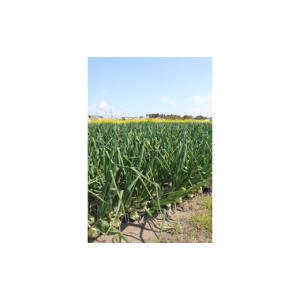 ふるさと納税 野菜類 玉ねぎ 千葉県 白子町 ...の詳細画像3