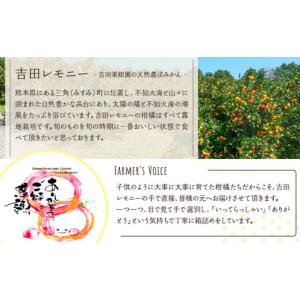 ふるさと納税 果物類 みかん 熊本県 宇城市 ...の詳細画像2