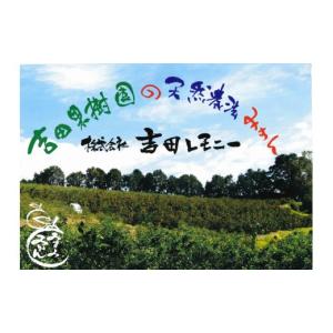 ふるさと納税 果物類 みかん 熊本県 宇城市 ...の詳細画像4