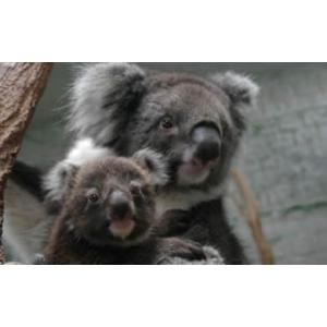 ふるさと納税 旅行 兵庫県 南あわじ市 鳴門タクシー貸切観光ツアー 淡路島七福神コース