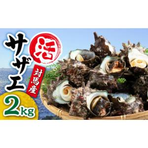 ふるさと納税 長崎県 対馬市 対馬産 活サザエ 2kg《対...