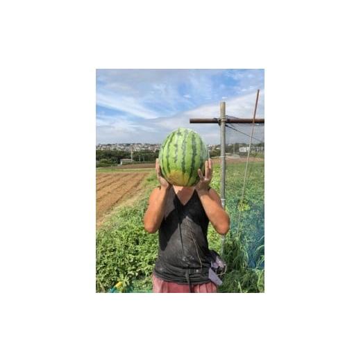 ふるさと納税 神奈川県 三浦市 A17-001 有機肥料で育てた大玉スイカ（2個入り）
