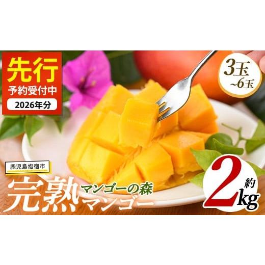 ふるさと納税 マンゴー 鹿児島県 指宿市  2026年 発送 しあわせ完熟マンゴー3〜6玉入り(マン...