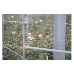 ふるさと納税 花・苗木 花束 滋賀県 守山市 ...の詳細画像4