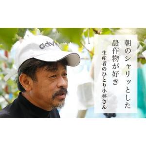 ふるさと納税 梨 長野県 小布施町 訳あり 南...の詳細画像4
