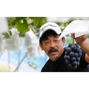 ふるさと納税 梨 長野県 小布施町 訳あり 南...の詳細画像5