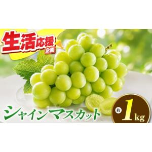 ふるさと納税 ぶどう マスカット 長野県 小布施町 先行受付 シャインマスカット 約1kg 2房 ［おぶせファーマーズ］ 果物 フルーツ ぶどう 葡萄 数量限定 先行…