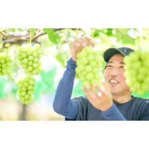 ふるさと納税 ぶどう マスカット 長野県 小布...の詳細画像4