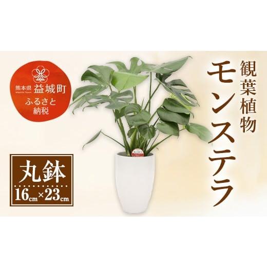 ふるさと納税 花・苗木 熊本県 益城町 モンステラ 観葉植物 丸鉢(幅16cm×高さ23cm)
