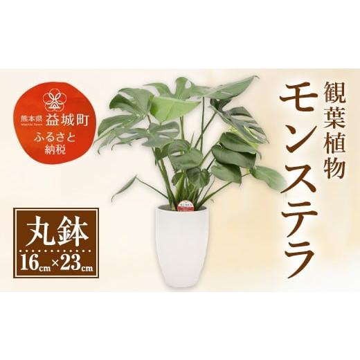 ふるさと納税 熊本県 益城町 モンステラ 観葉植物 丸鉢(幅16cm×高さ23cm)