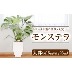 ふるさと納税 花・苗木 熊本県 益城町 令和8...の詳細画像1