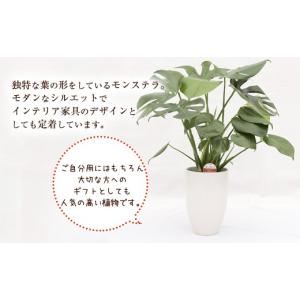 ふるさと納税 花・苗木 熊本県 益城町 令和8...の詳細画像2
