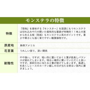 ふるさと納税 花・苗木 熊本県 益城町 令和8...の詳細画像3