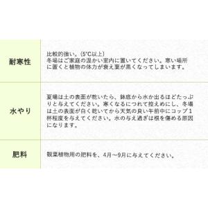 ふるさと納税 花・苗木 熊本県 益城町 令和8...の詳細画像4