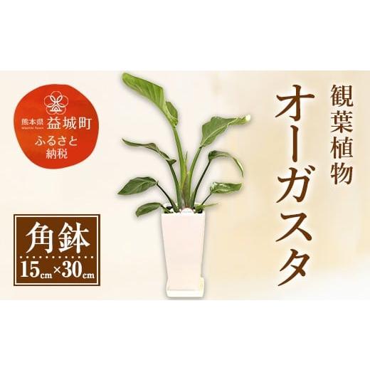 ふるさと納税 熊本県 益城町 オーガスタ 観葉植物 角鉢(横15cm×高さ30cm)