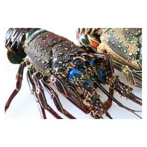 ふるさと納税 鹿児島県 大和村 C001 漁師が素潜りでとったイセエビ（仁太丸）