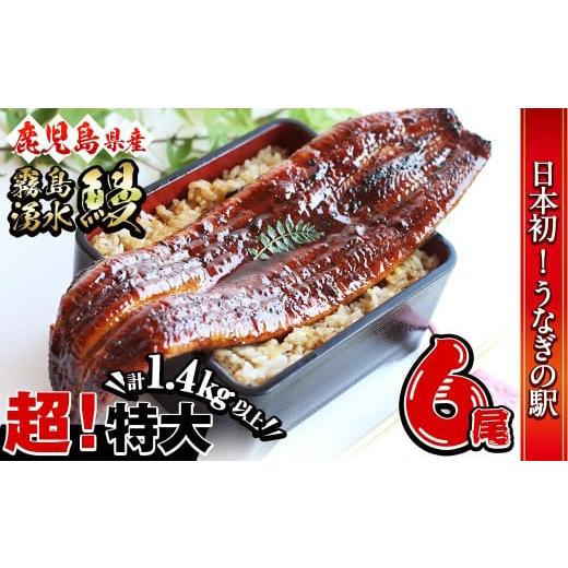 ふるさと納税 うなぎ 鹿児島県 志布志市  数量限定 超特大 鹿児島県産 山田水産の霧島湧水鰻(計1...