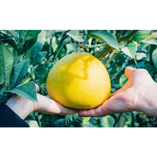 ふるさと納税 みかん・柑橘類 高知県 宿毛市 まる博農園の土佐文旦5kg家庭用