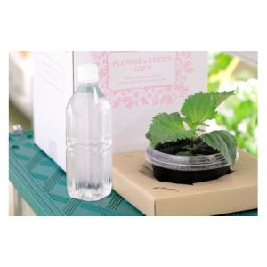 ふるさと納税 セット・詰合せ 宮崎県 日向市 ...の詳細画像3