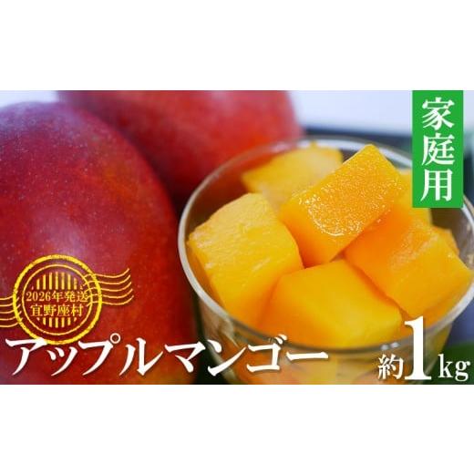 ふるさと納税 マンゴー 沖縄県 宜野座村  2026年発送 マンゴーの拠点産地「宜野座村」の家庭用ア...