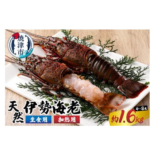 ふるさと納税 エビ 伊勢エビ 静岡県 焼津市 a80-031　伊勢海老 三昧セットB 刺身用＋焼物用